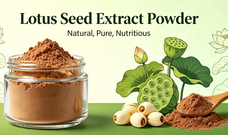 What Should Buyers Know Before Sourcing Lotus Seed Extract Powder?